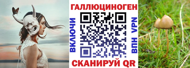 Галлюциногенные грибы Psilocybine cubensis  Сергач 